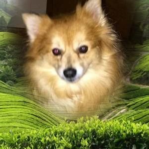 Meet your Posher, Lori